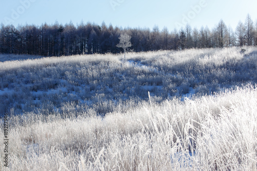 Wallpaper Mural 霧ヶ峰高原夜明けの霧氷 Torontodigital.ca