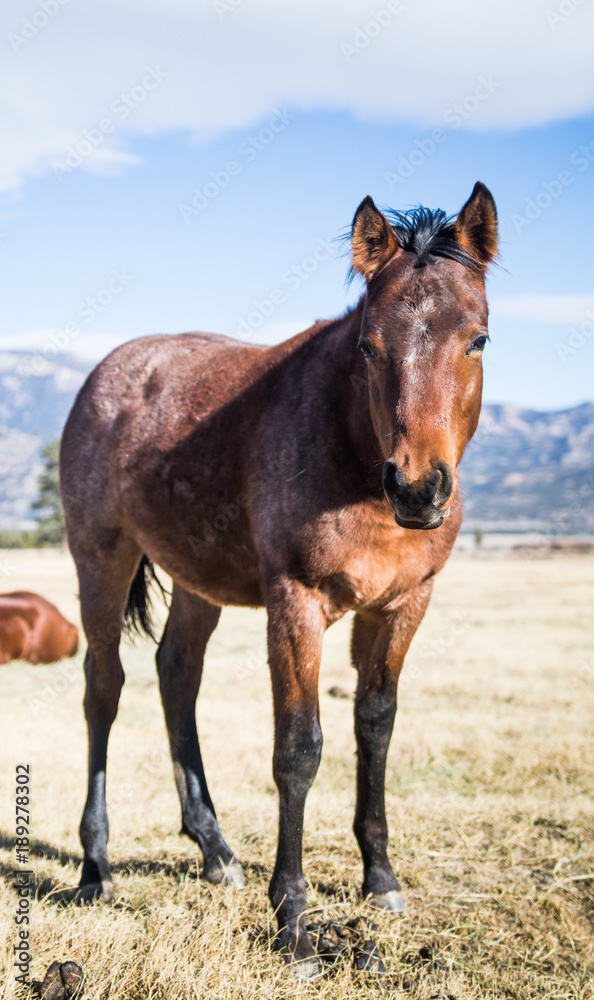 Ren Roan Colt in Field