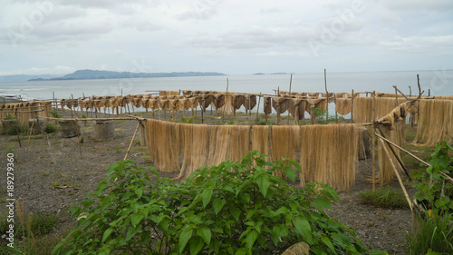 Abaca fiber, known as Manila Hemp, drying in an island village. abaca rope. Fbers are dried palm trees on the beach. Philippines photo