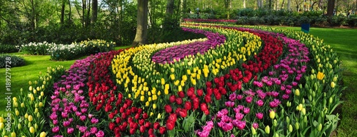 Valokuva Ornamental flower bed in Keukenhof Garden,  also known as the Garden of Europe, is one of the world's largest flower gardens, situated in Lisse, Netherlands