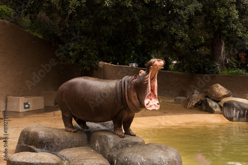 Yawning Hippo
