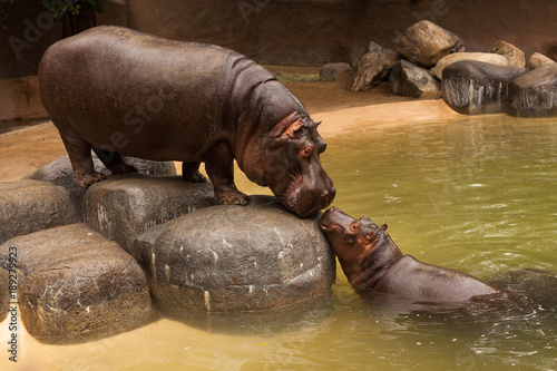 Kissing Hippos