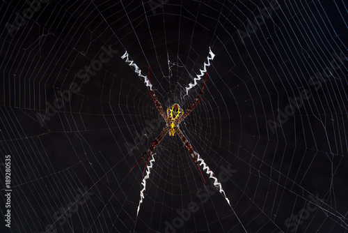 small spider on net with dark background