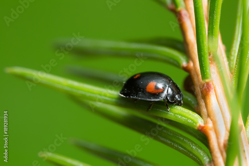 Ladybug, Exochomus quadripustulatus on pine needle