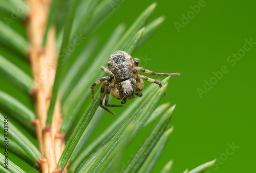 Philodromus spider on fir twig
