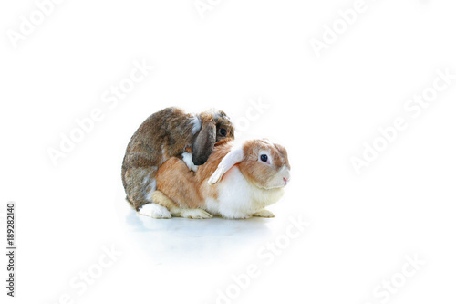 Mating rabbit. Mini Lop Ear rabbits mating on white background. Rabbit breeding. Studio photo. Animal pet mammal bunny dutch widder dwarf breeding.
