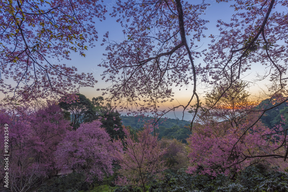 Fototapeta premium Sakura at Sunrise khun chang khian, chiang mai, Thailand