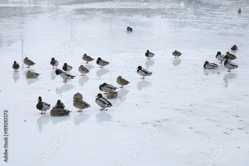Birds Ice