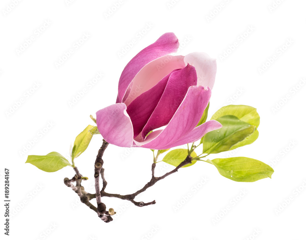 Fototapeta premium Pink magnolia flowers isolated on white background