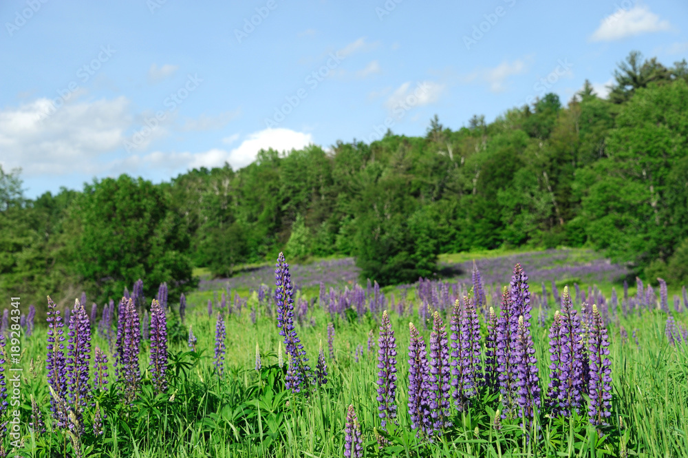 Fototapeta premium lupine blossom in spring in wild area