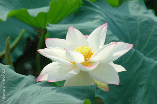 blooming lotus flower in summer pond with green leaves as background