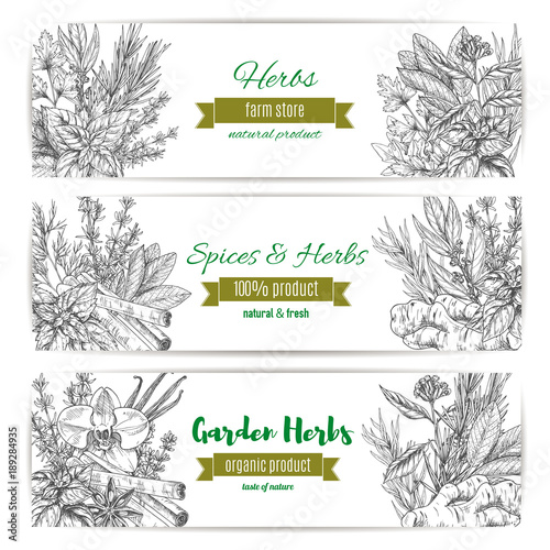 Garden herbs and spices banner for food design