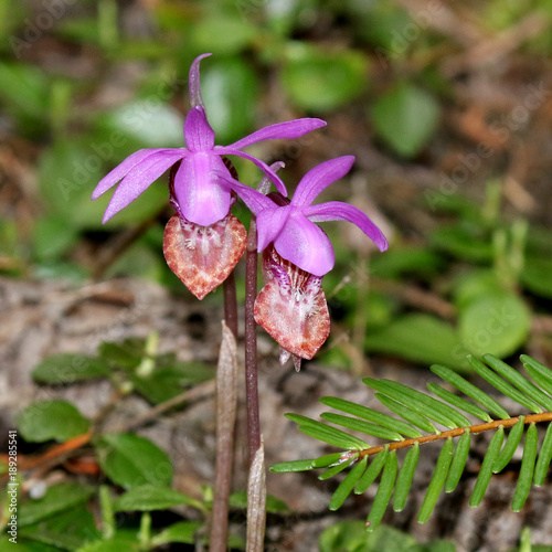 Fairy Slipper Orchids photo