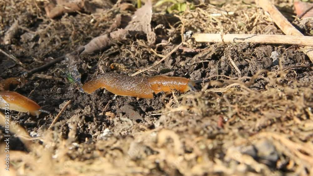 A slug slowly crawling on the ground A slug slowly crawling on the ground