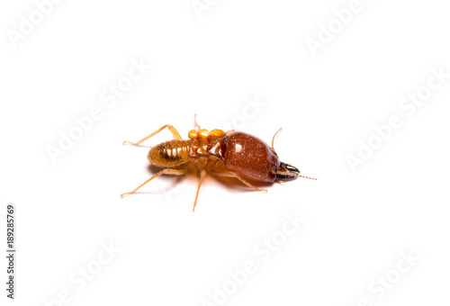 closeup big termite soldier
