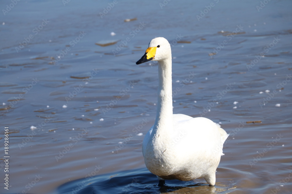 Fototapeta premium 白鳥