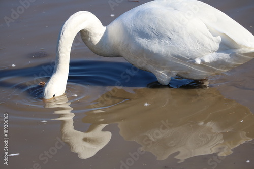 Fototapeta Naklejka Na Ścianę i Meble -  白鳥