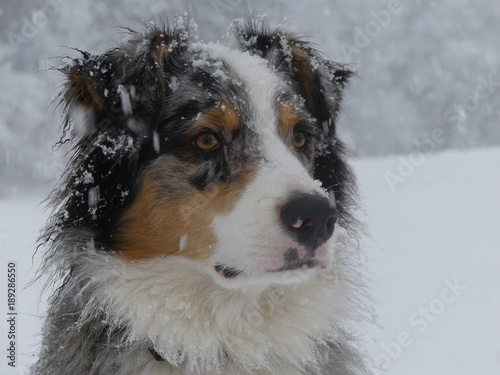 chien berger australien sous la neige