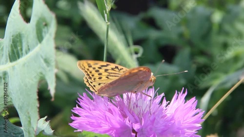 Amberboa, is a genus of herbaceous plants of the Aster family (Asteraceae).Argynnis pandora, the cardinal, is a butterfly of the Nymphalidae family photo