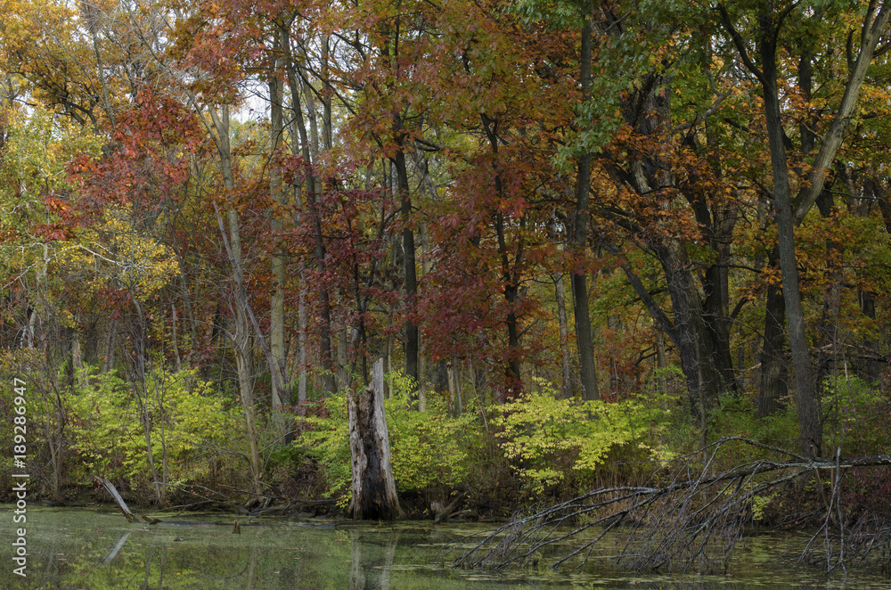 623-53 Mark's Pond Autumn