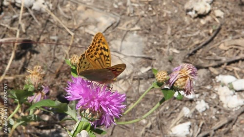 Amberboa, is a genus of herbaceous plants of the Aster family (Asteraceae).Argynnis pandora, the cardinal, is a butterfly of the Nymphalidae family photo