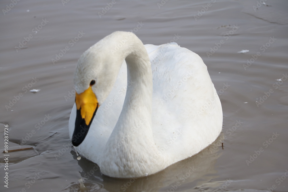 Obraz premium 白鳥