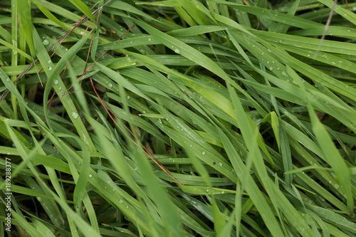 Water droplets on grass leaves