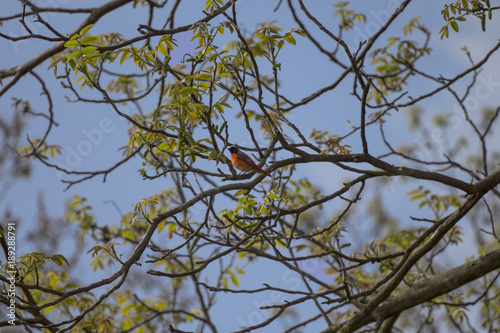 in the early morning on a hazel there is a little bird