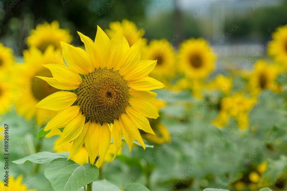 Fototapeta premium Sunflowers in the field natural background