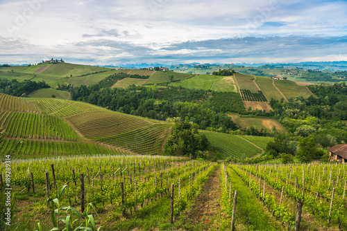 Vineyards of Langhe  Piedmont  UNESCO world heritage