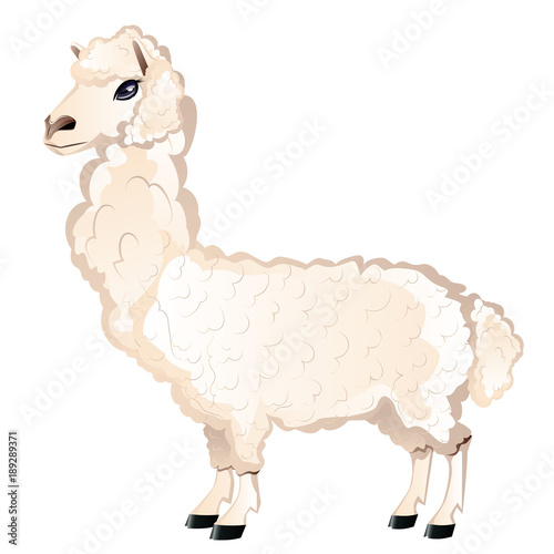 Cartoon Furry Alpaca