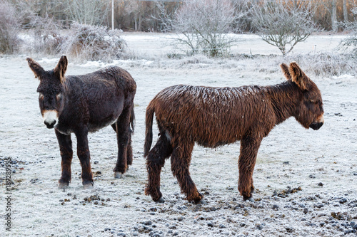 Hembra y cría de burro, en invierno con nieve. Equus africanus asinus.
