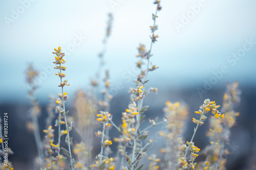 beautiful soft big meadow wild yellow flowers on natural blue sky background. Outdoor spring fresh photo