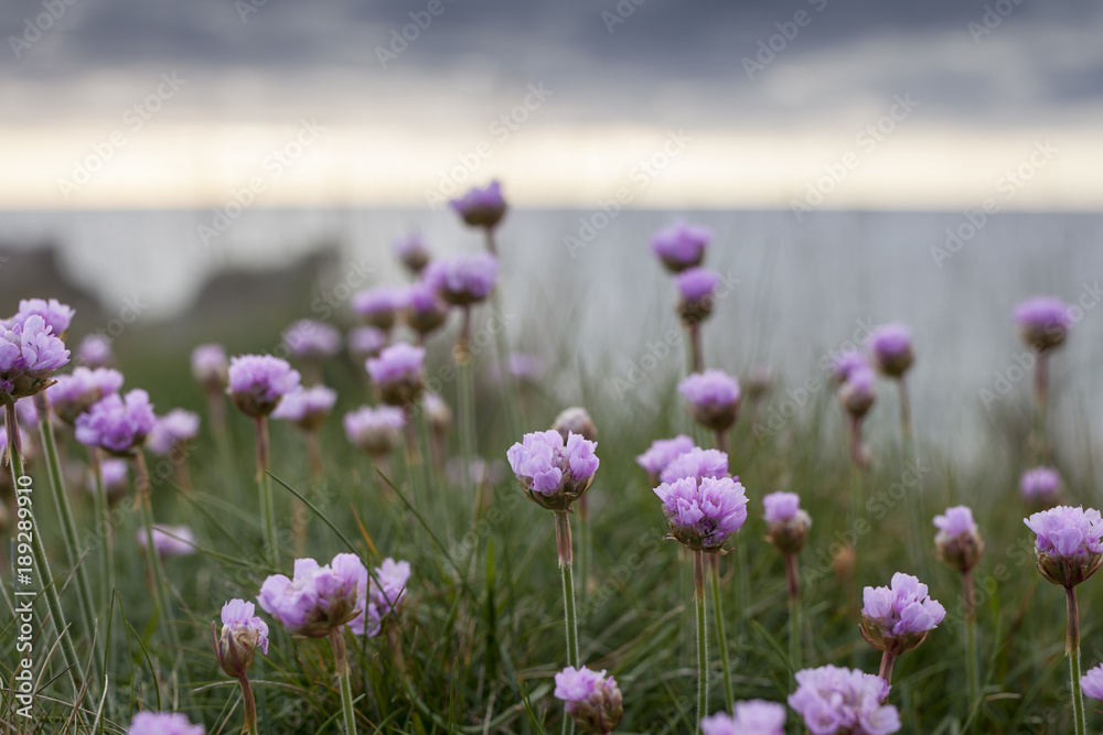 Beautiful group of pink flowers on a sunny day Beautiful group of pink flowers on a sunny day