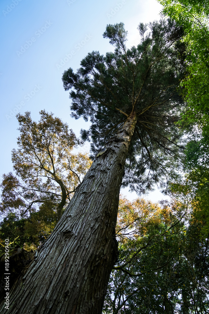 Fototapeta premium Beautiful old tall pine tree with textured bark trunk, branches and shades of green leaves on clear blue sky background, Kurokawa onsen town