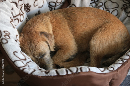 border terrier puppy detail