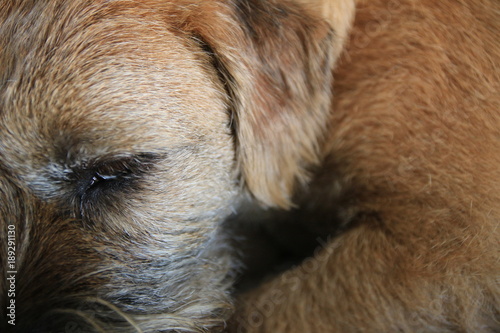 border terrier puppy detail