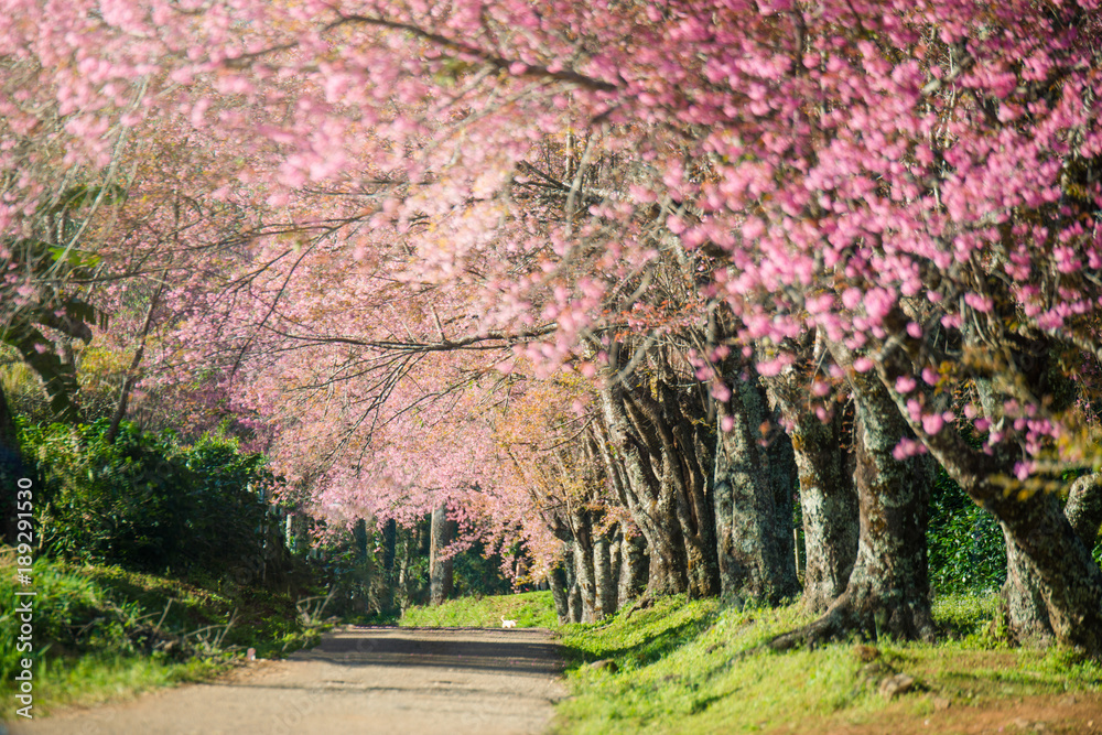 Romantic road and cherry blossoms at Khunwang, Chiangmai, Thailand