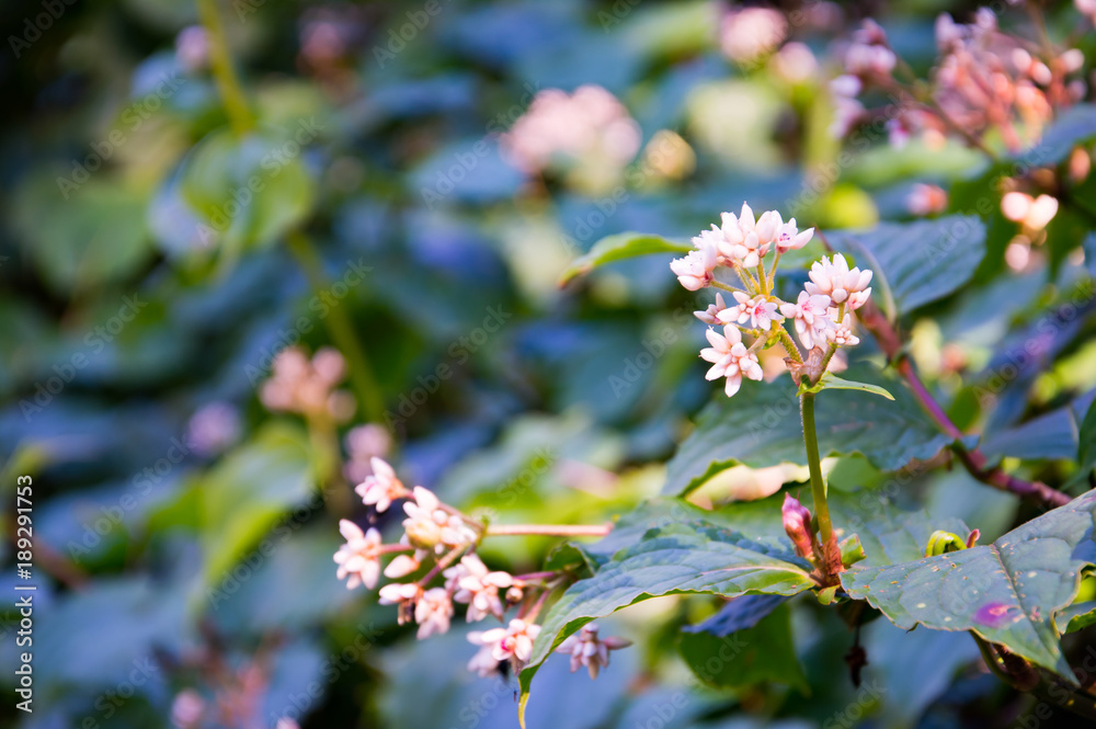 Pink and white flowers with small bokeh Pink and white flowers with small bokeh