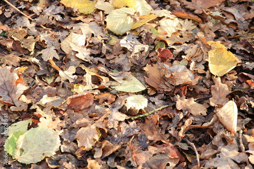 autumn  other leaves