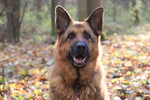 German Shepard on the green field.