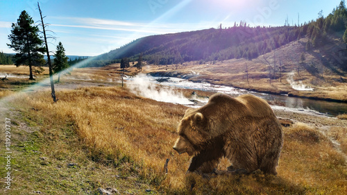 Obraz na plátně Close up Bear in Yellowstone National Park