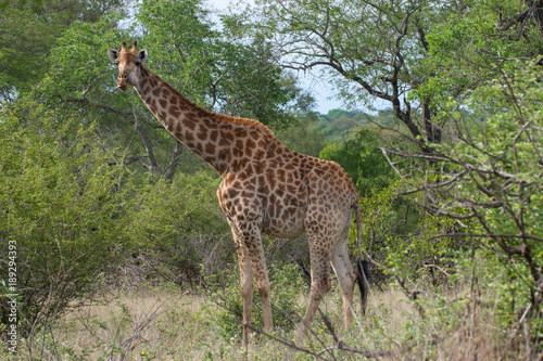 Kruger National Park, Mpumalanga, South Africa