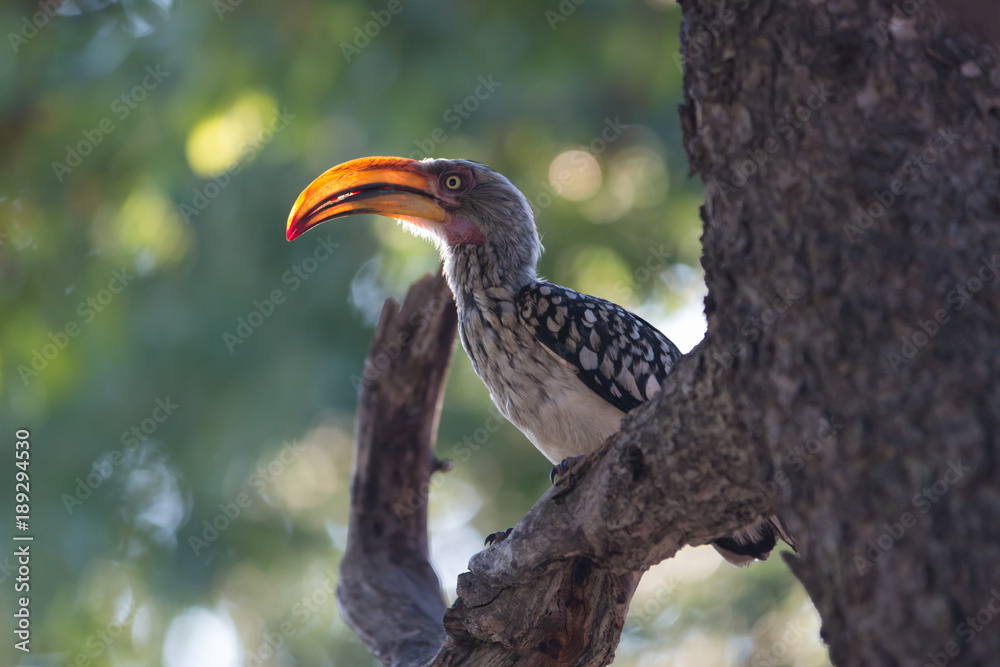 Fototapeta premium Hornbill sitting in the tree