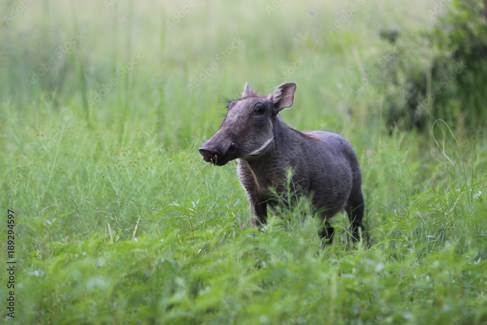 Fototapeta premium Young warthog in the green foliage