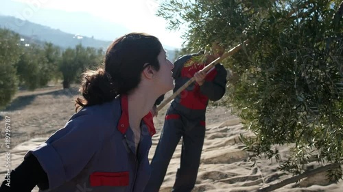 Couple working in olives recollection in Jaen, Spain