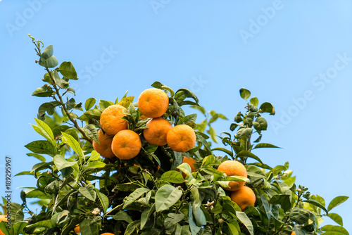 mandarin fruits on the tree