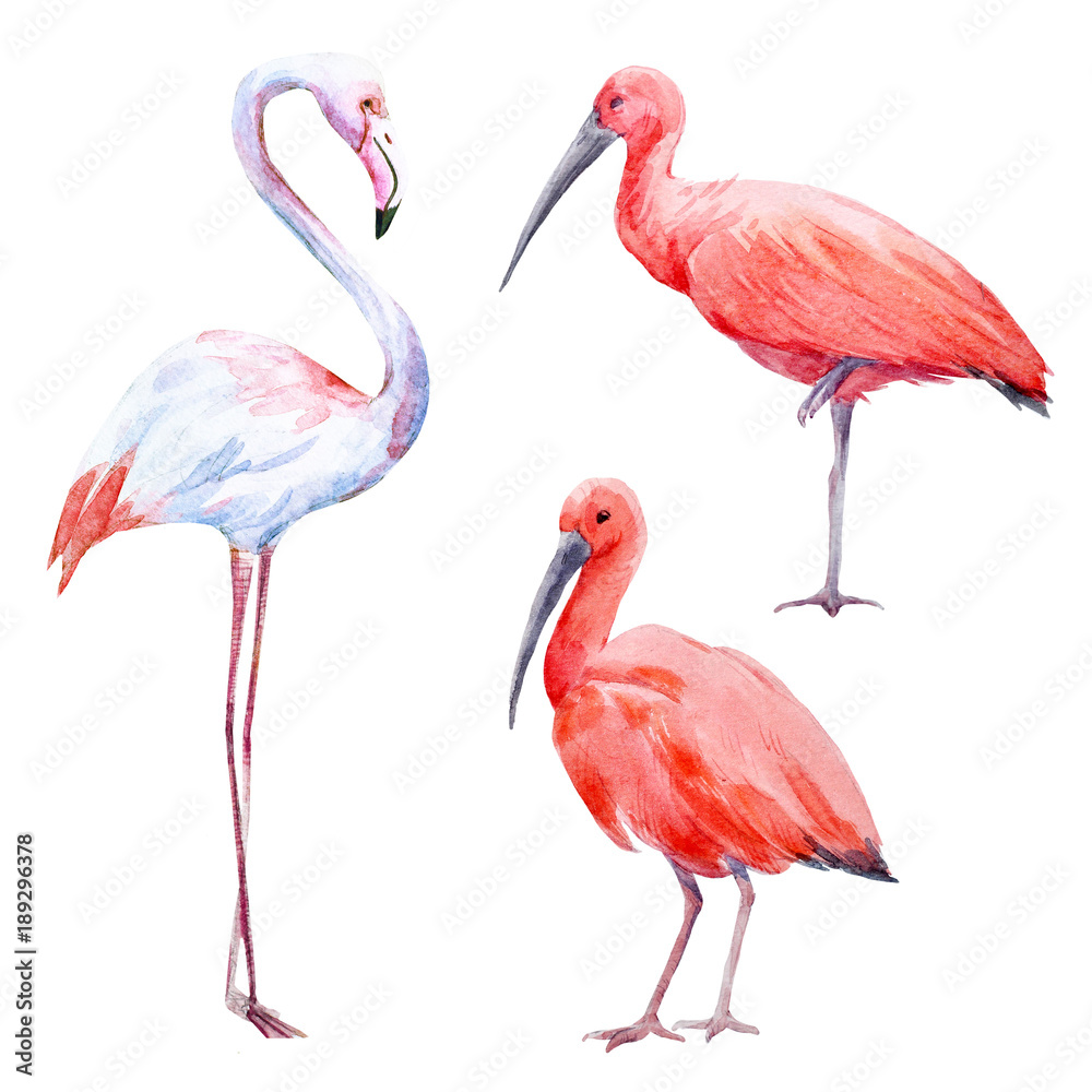 Obraz premium Watercolor ibis and flamingo set