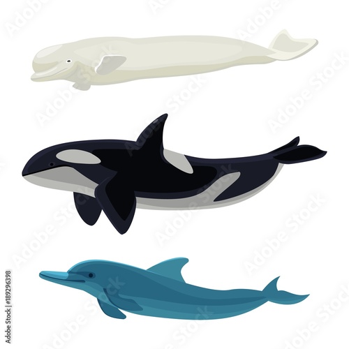 Set of dolphin, killer whales and orca aquatic marine mammals