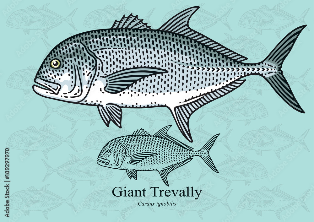 Fototapeta premium Giant Trevally (Giant Kingfish). Vector illustration for artwork in small sizes. Suitable for graphic and packaging design, educational examples, web, etc.